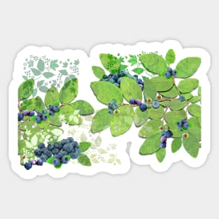 Blueberries from Nova Scotia Sticker
